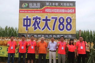 熱害頻繁,選擇玉米品種關(guān)鍵要耐高溫 抗倒伏 豫玉壟地翔這次出手不凡