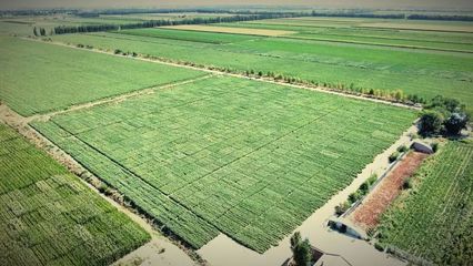 金豐源種業(yè)北疆分公司: 歡 迎 您 的 到 來(lái) ~