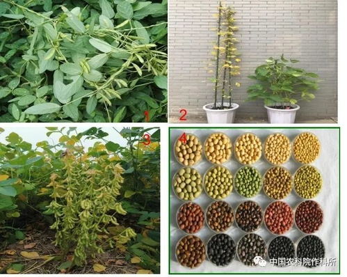 大豆種業的昨天 今天和明天