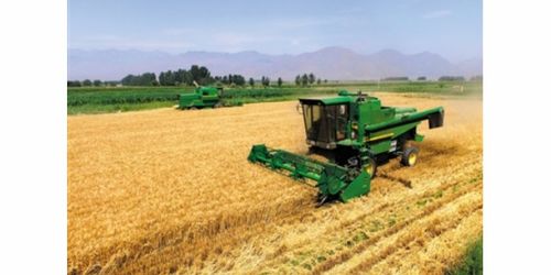 抗旱寧春四號選豐田種業年年好豐收