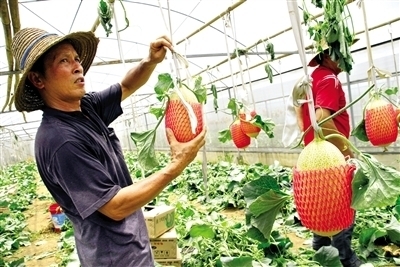 東盟經(jīng)開區(qū)農(nóng)產(chǎn)品閃耀2013中國國際種業(yè)博覽會_農(nóng)業(yè)區(qū)域經(jīng)濟(jì)_新浪財經(jīng)_新浪網(wǎng)