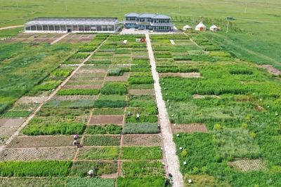 荒漠化治理的蒙草實踐