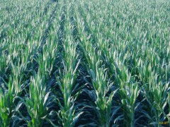 玉米種子批發(fā) 零售價格 玉米種子元旦特價銷售 玉米種子求購