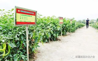 最后20天 搶占 新疆種業(yè)市場(chǎng),錯(cuò)過再等一年