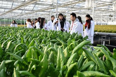 知否?知否!不洗就能吃的&ldquo;水培蔬菜&rdquo;原來是這么長(zhǎng)大的