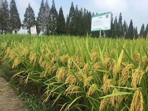 凱旋轄區企業杭州種業集團水稻新品種 首秀 全國種子舞臺