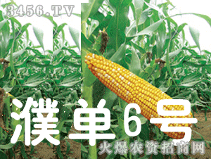 大京九濮單6號 大京九種業的創新與農業貢獻