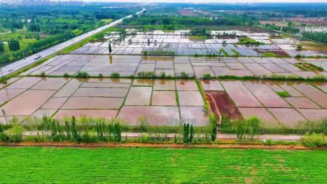 鹽堿稻浪映鵬城，科技番茄上餐桌 深圳種業(yè)力量護(hù)航國(guó)家糧食安全